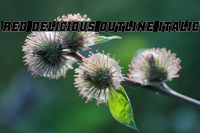 Red Delicious Outline Italic Example 2