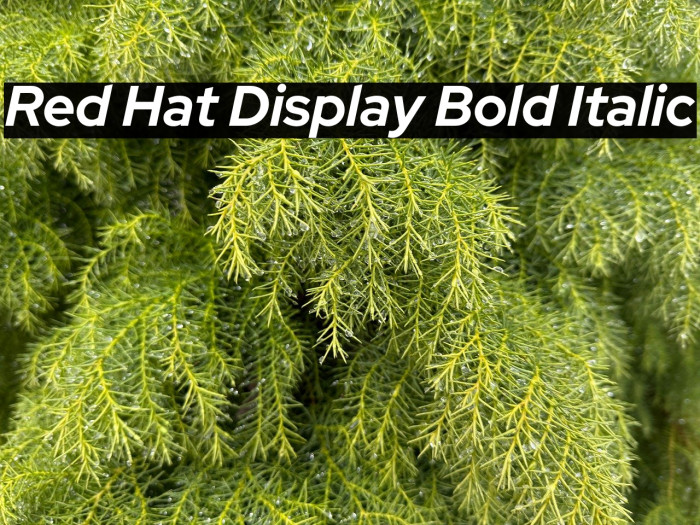 Red Hat Display Bold Italic Example 2