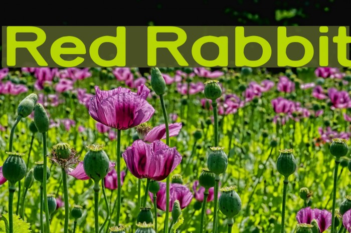 Red Rabbit Font examples