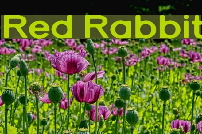 Red Rabbit Example 2