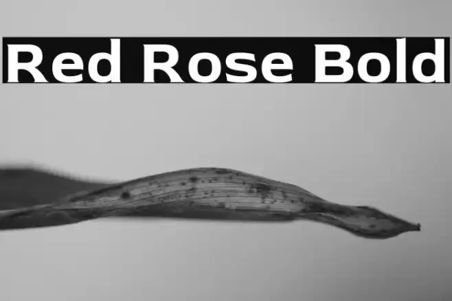Red Rose Bold Font examples