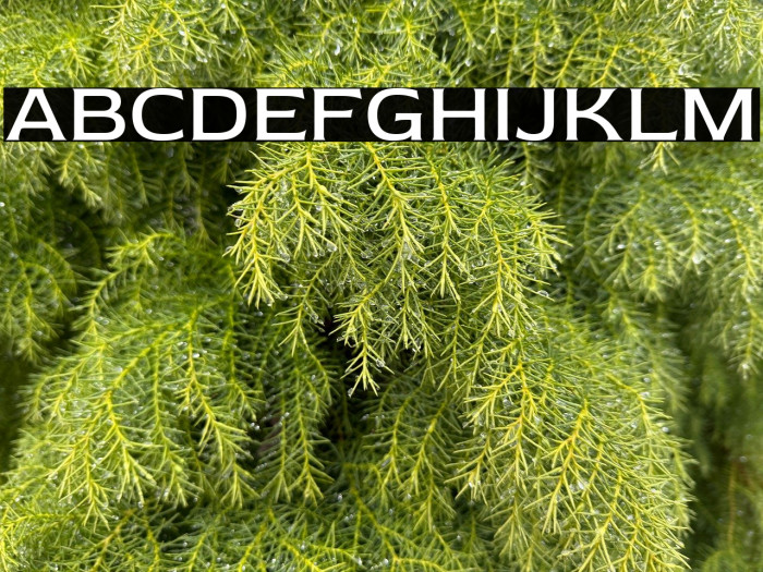 Red Rose Regular Example 2