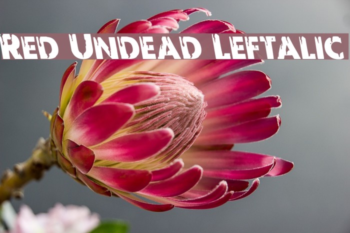 Red Undead Leftalic Шрифта examples