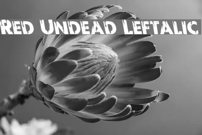 Red Undead Leftalic Шрифта examples