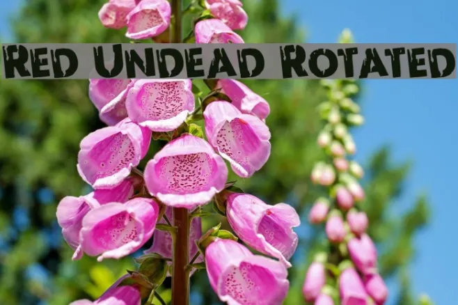 Red Undead Rotated Example 3