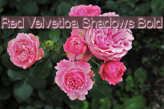 Red Velvetica Shadows Bold Example 1