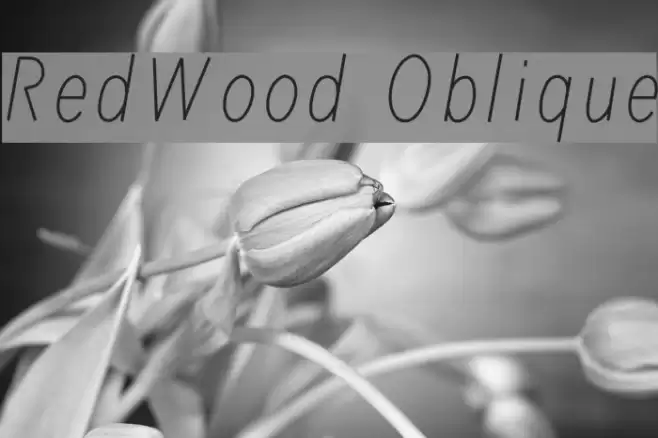 RedWood Oblique Font examples