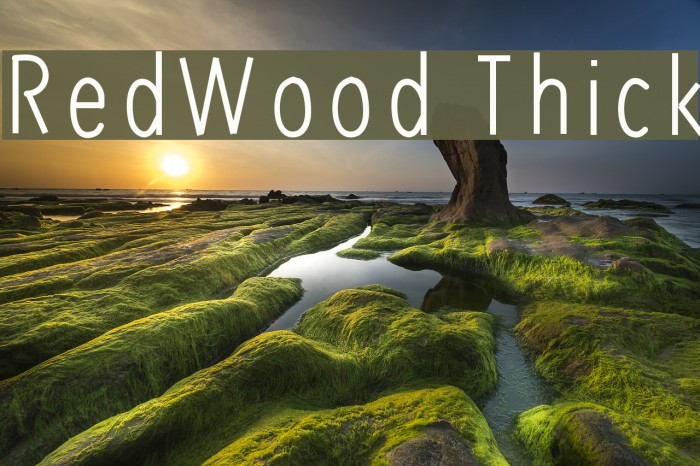 RedWood Thick Example 2