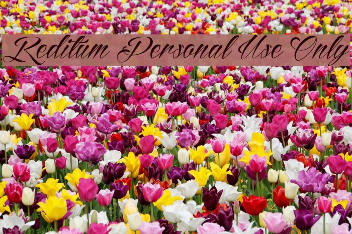 Reditum Personal Use Only Font examples