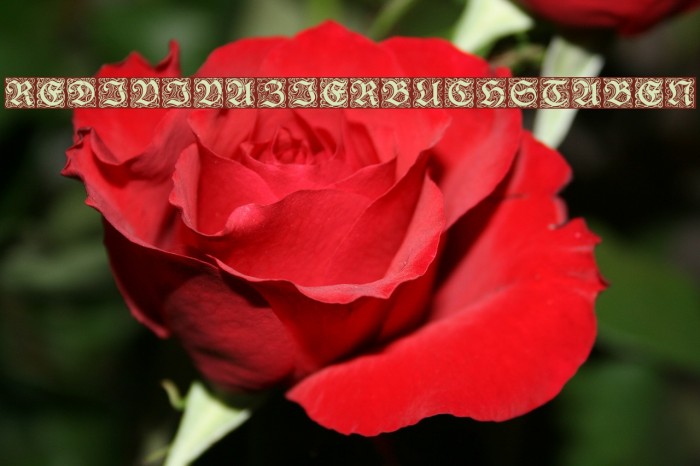 RedivivaZierbuchstaben Font examples