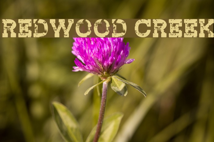 Redwood Creek Font examples
