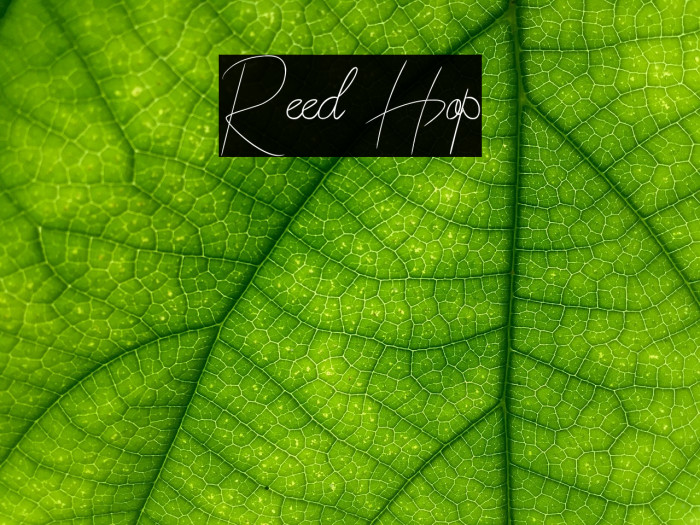 Reed Hop Font examples