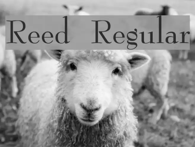 Reed Regular Font examples