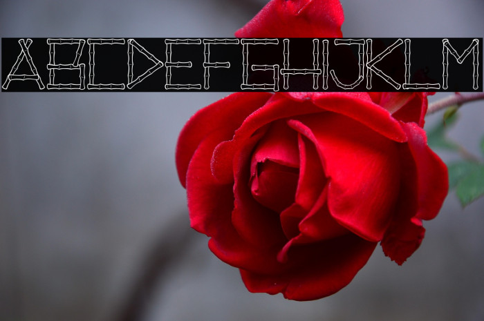 Reed Sticks_PersonalUseOnly Example 1