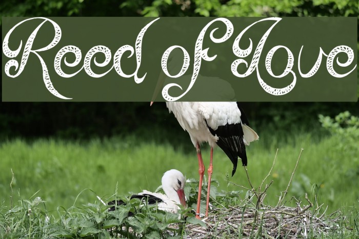 Reed of Love Font examples