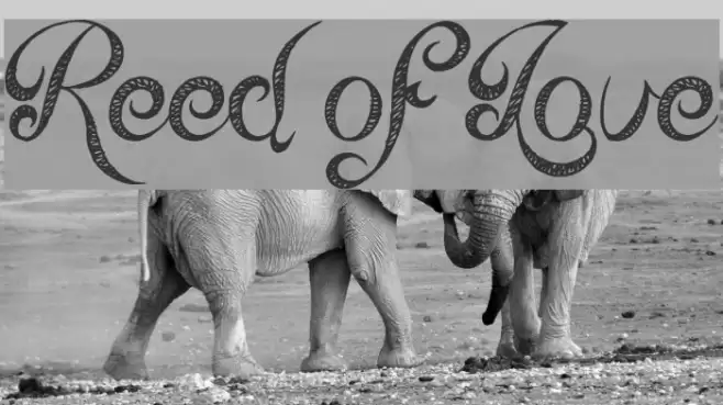 Reed of Love Font examples