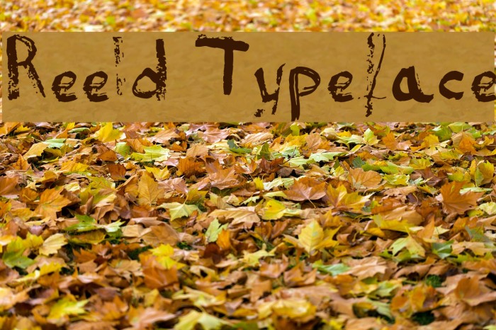 Reeld Typeface Example 1