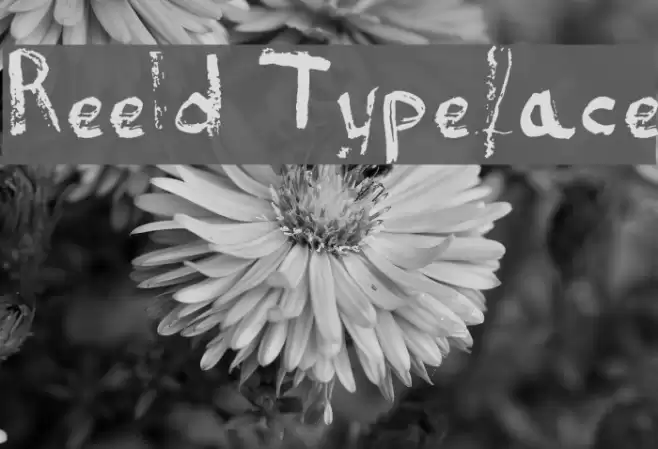 Reeld Typeface Font examples