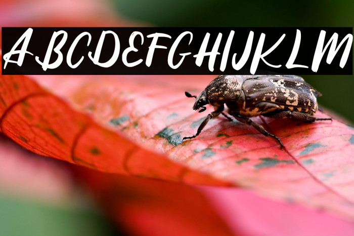 ReffinFREE Example 2