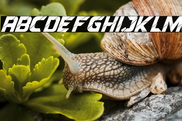 Reflected Italic Example 3