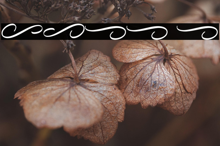 Reflisatta Swash Example 2