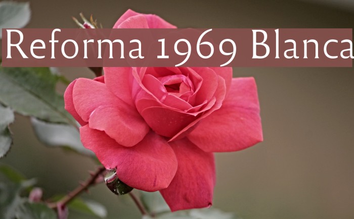 Reforma 1969 Blanca Font examples