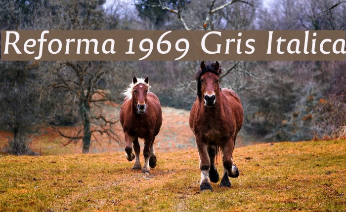 Reforma 1969 Gris Italica Font examples