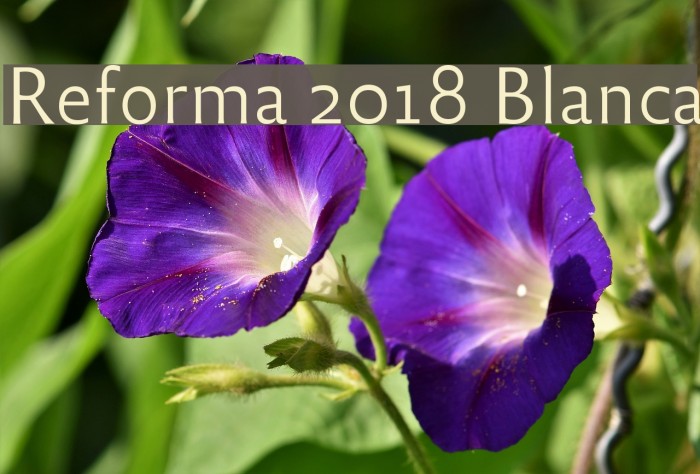 Reforma 2018 Blanca Font examples