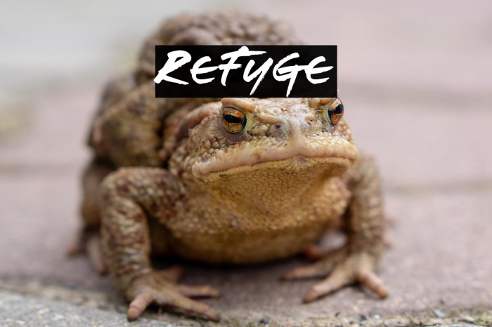 Refuge Example 1