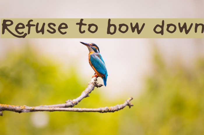 Refuse to bow down フォント examples