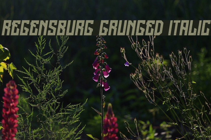 Regensburg Grunged Italic Example 2