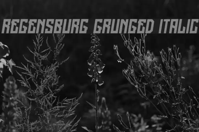 Regensburg Grunged Italic Font examples