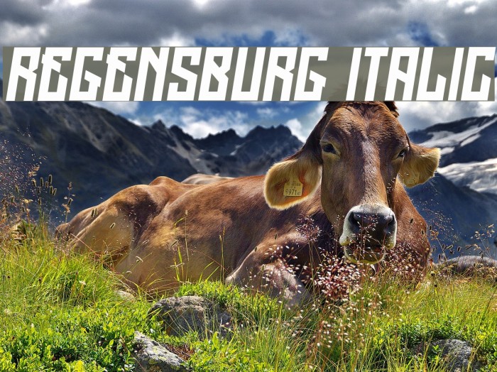 Regensburg Italic Font examples