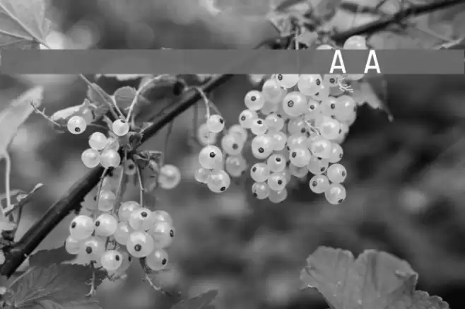 Registration Number ANA L.ttf Font examples