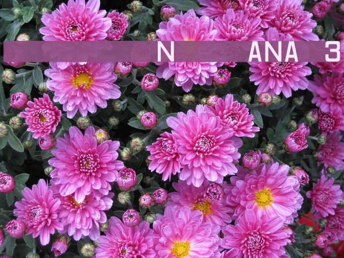 Registration Number ANA v3 Font examples