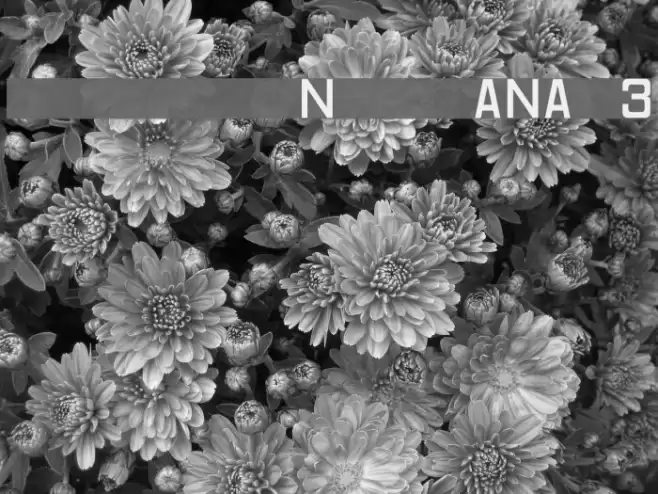 Registration Number ANA v3 フォント examples