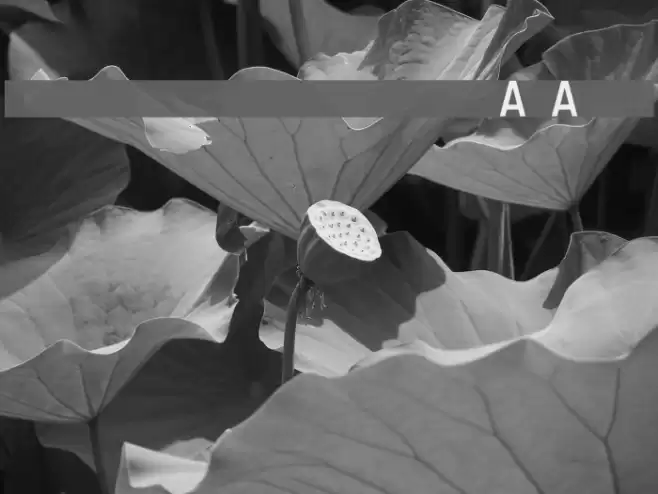 Registration Number ANA.ttf フォント examples