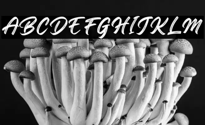 RegularBrush Font examples