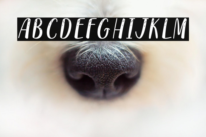 Reindeer Christmas - Personal Use Example 1