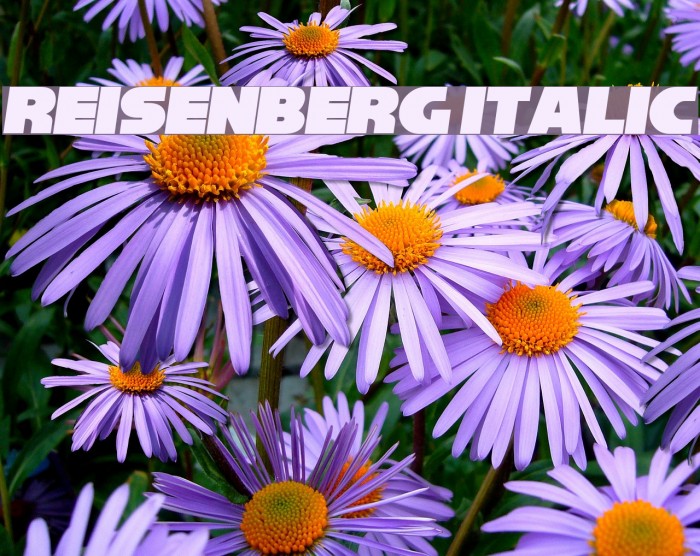 Reisenberg Italic Font examples