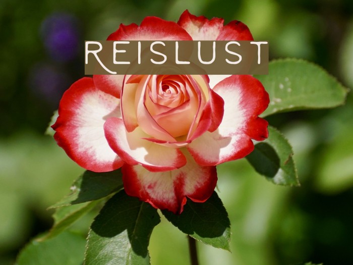 Reislust Font examples