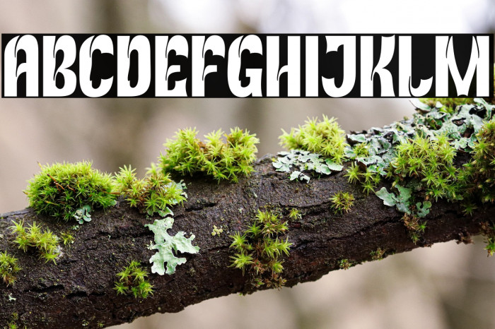 RekixBlack-Regular Example 3