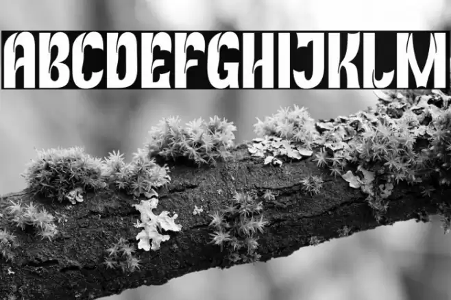 RekixBlack-Regular Font examples