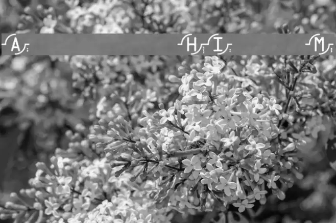 Rekkoy Schriftart examples