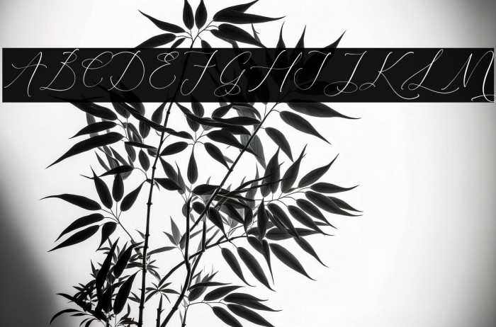 Relatta Saidnolia Script Example 2