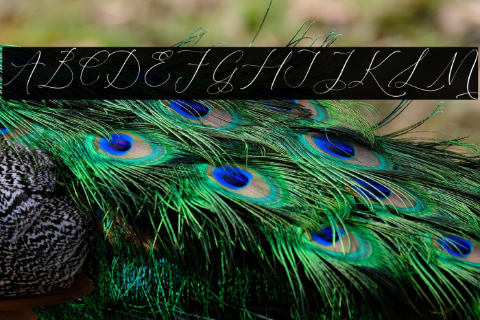 Relatta Saidnolia Script Example 3