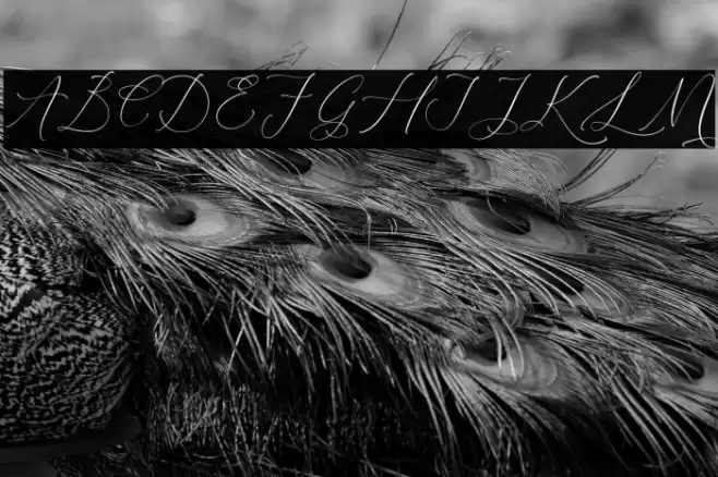 Relatta Saidnolia Script Fuentes examples