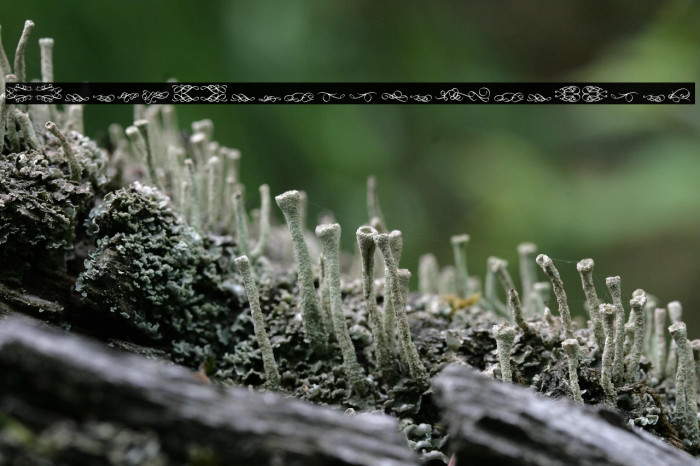 Relic_PersonalUseOnly Example 3