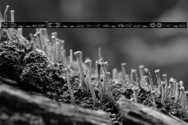 Relic_PersonalUseOnly Fuentes examples