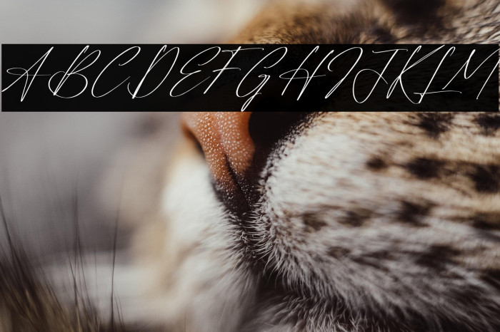 Reltinatha Signature Italic Example 1